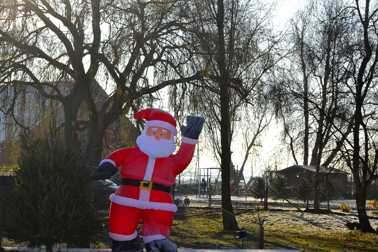 Nordmann Excellent kerstbomen Amstelveen