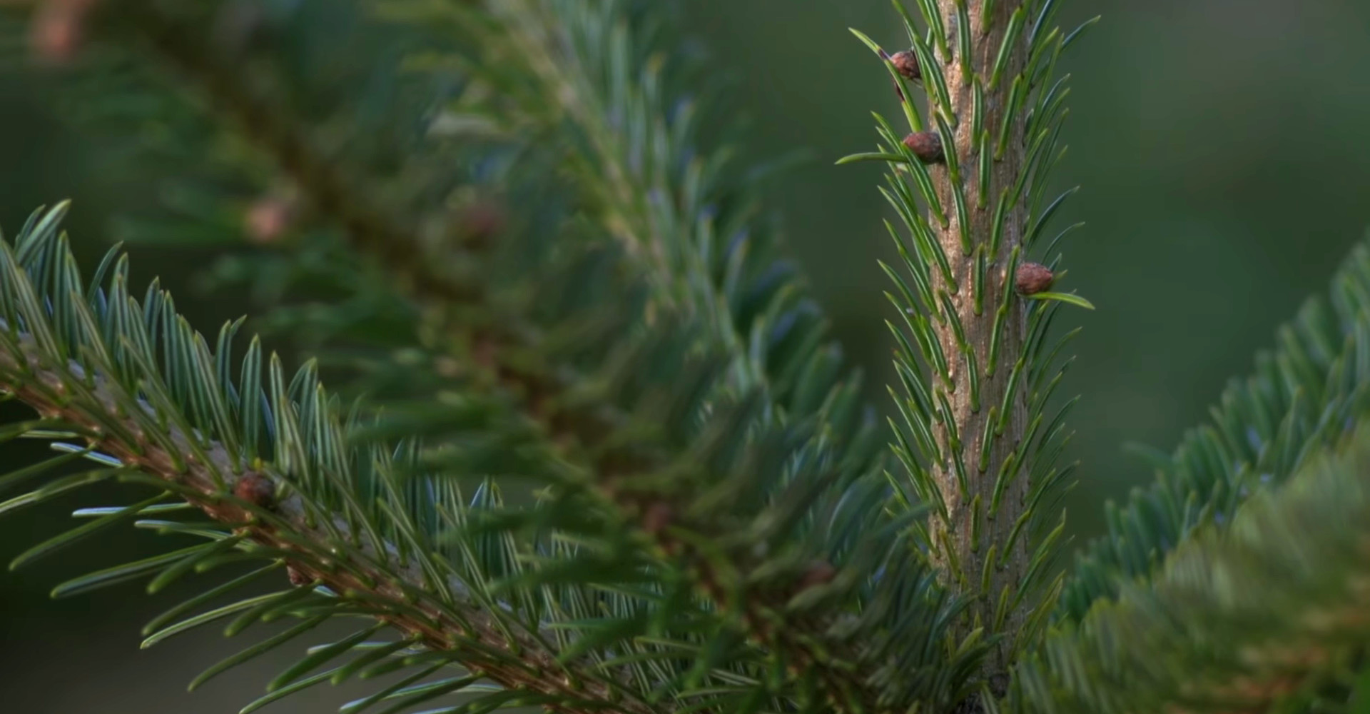 De mooiste Nordmann Excellent kerstbomen in Amstelveen vanaf € 15,-