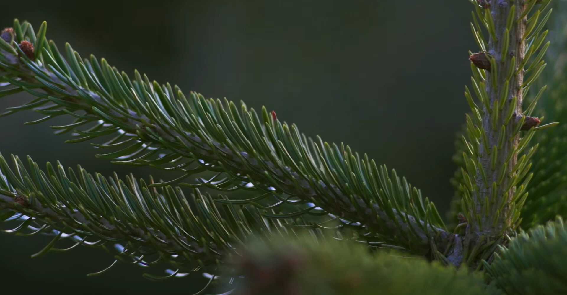 Prachtige Nordmann Excellent kerstbomen in Amstelveen