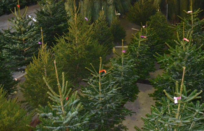 afstand Rondlopen spiraal Kerstbomen Amstelveen - De mooiste Nordmann Excellent spar kerstbomen  online bestellen in Amstelveen